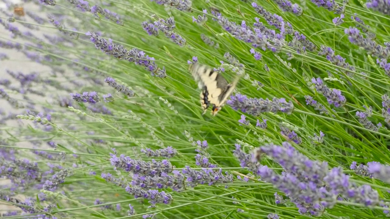 Putevi ljekovitog i aromatičnog bilja diljem Europe